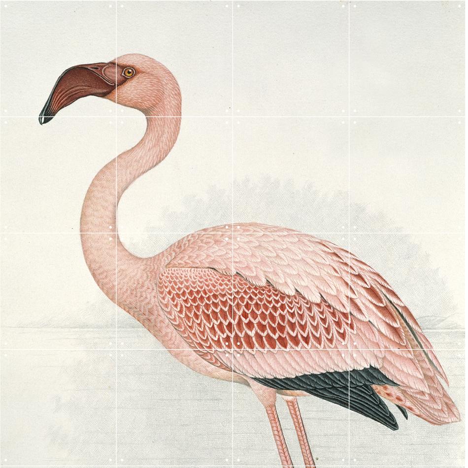 Mural Greater Flamingo Finch Davies IXXI- Depto51