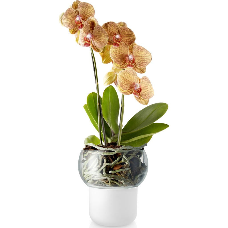 Macetero de Orquídea 15 cm EVA SOLO- Depto51